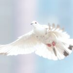 Online-Forschungsraum: "Ich will Frieden"