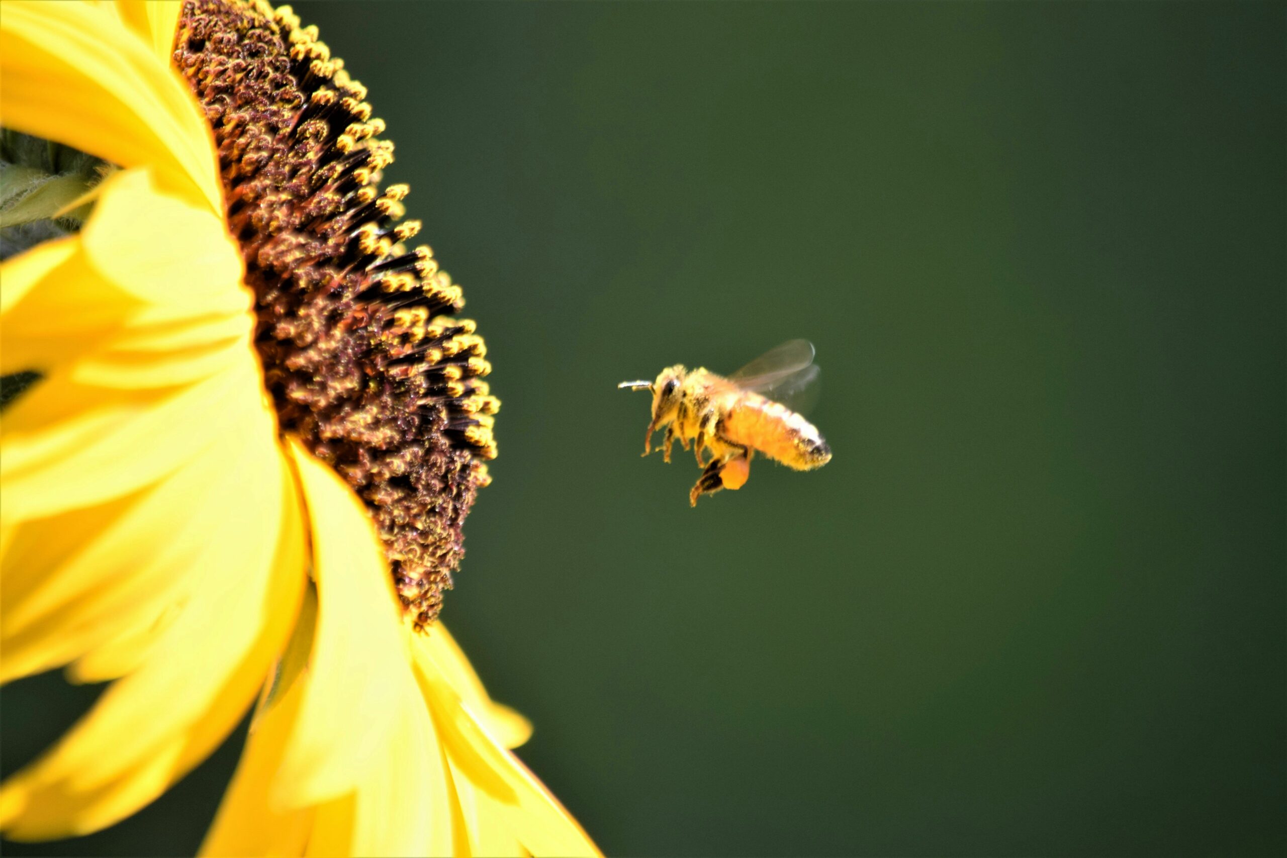 Im Sommer beginnt das Leben zu fließen – Wie aus Sein erfülltes Handeln entsteht